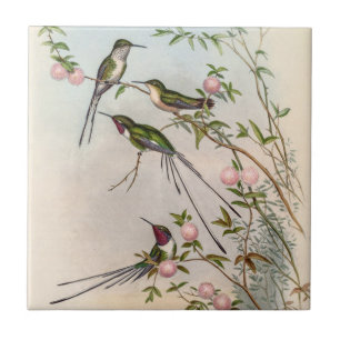 Söta kolibrier med rosa blommor av John Gould Kakelplatta