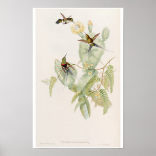Söta kolibrier på kaktusblomma av John Gould Poster