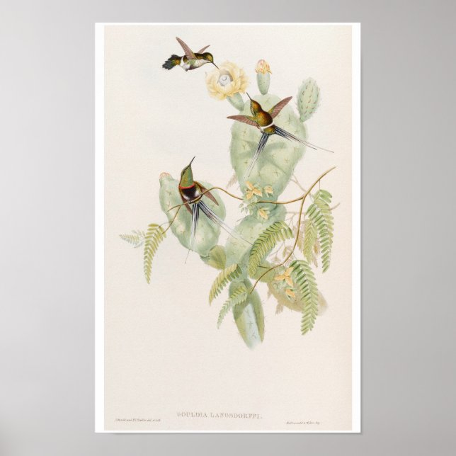 Söta kolibrier på kaktusblomma av John Gould Poster (Framsidan)
