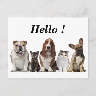Söta kort hårkattvänner basset hound budog