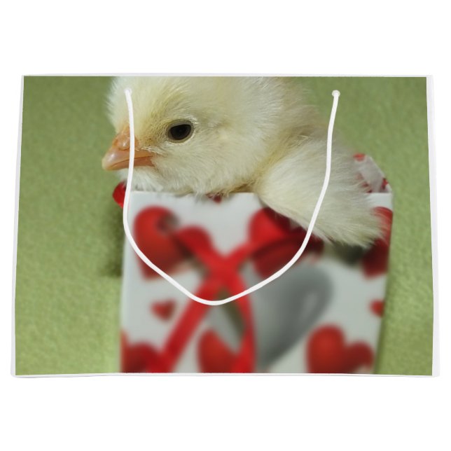 Söta kycklingars chick sitter i presentlåda med rö (Framsidan)