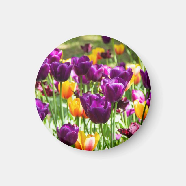 Söta lila och gula tulpaner  magnet (Framsidan)