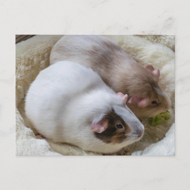 Söta marsvin vykort (Framsida)