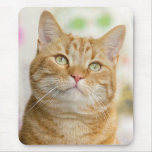 Söta Orangen Tabby katt Musmatta