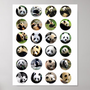 Söta panda bär foton av djurets natur Fotografi Poster