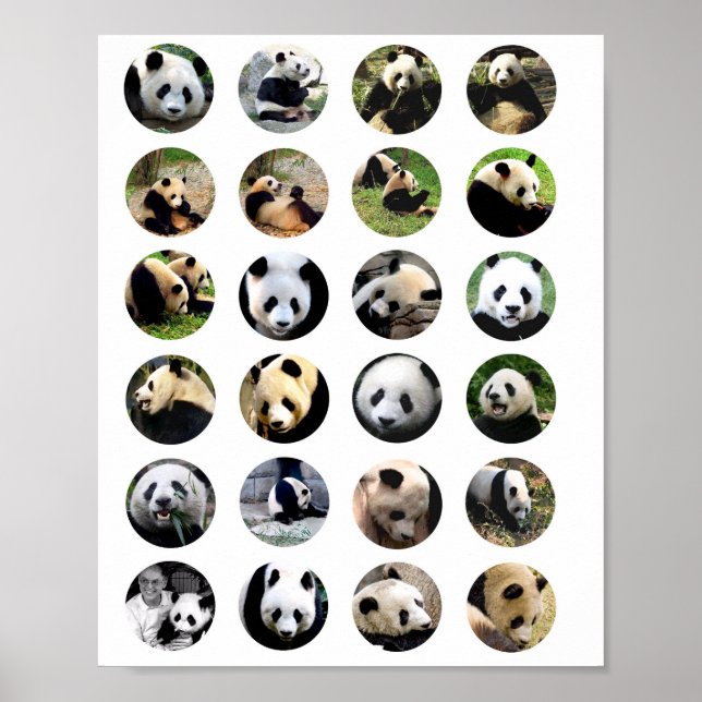 Söta panda bär foton av djurets natur Fotografi Poster (Framsidan)