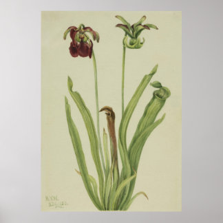Söta Pitcherplant (Sarracenia rubra) Poster