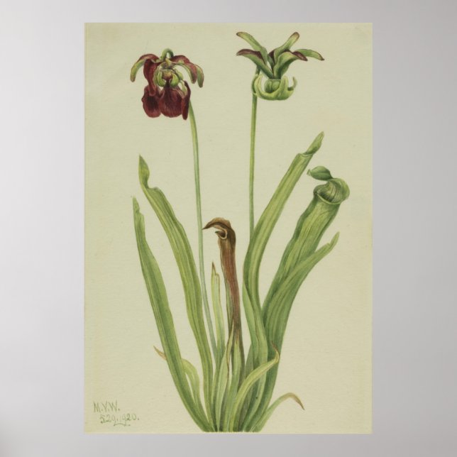 Söta Pitcherplant (Sarracenia rubra) Poster (Framsidan)