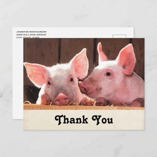 Söta Rosa Smågrisar Djur Fotografi Tack Vykort (Fram/baksida)