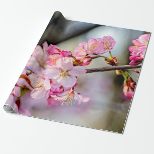 Söta Sakura Flowers i Springtime Presentpapper