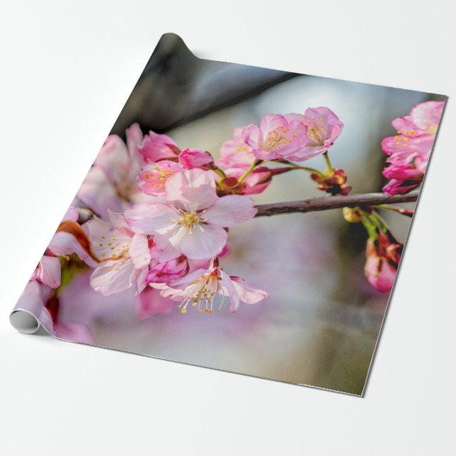 Söta Sakura Flowers i Springtime Presentpapper (Utrullad)