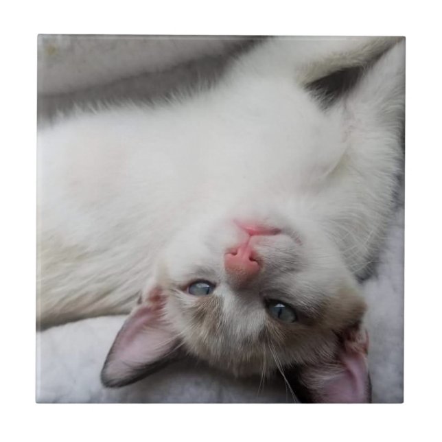 Söta siamesiska kattungen med blå Ögon Kakelplatta (Framsidan)