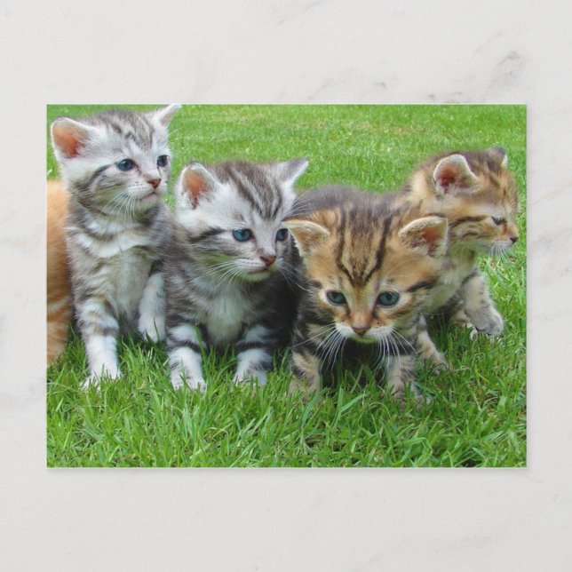 Söta små kattungar vykort (Framsida)