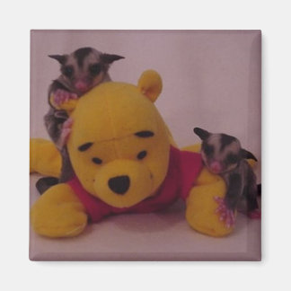 Söta sockersegeljoeys magnet