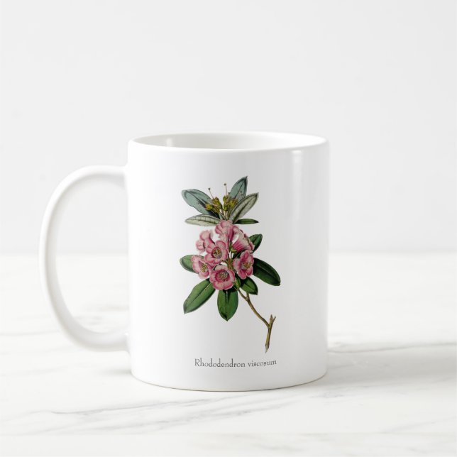 Söta sommarskalen: Rhododendron viscosum Mugg (Vänster)