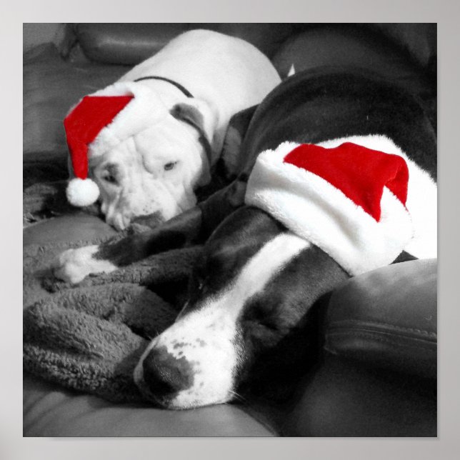 söta sömniga pitbullvalpar santa jul poster (Framsidan)