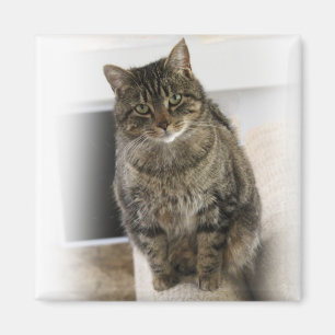 Söta, söta, vänliga kattmagneter magnet