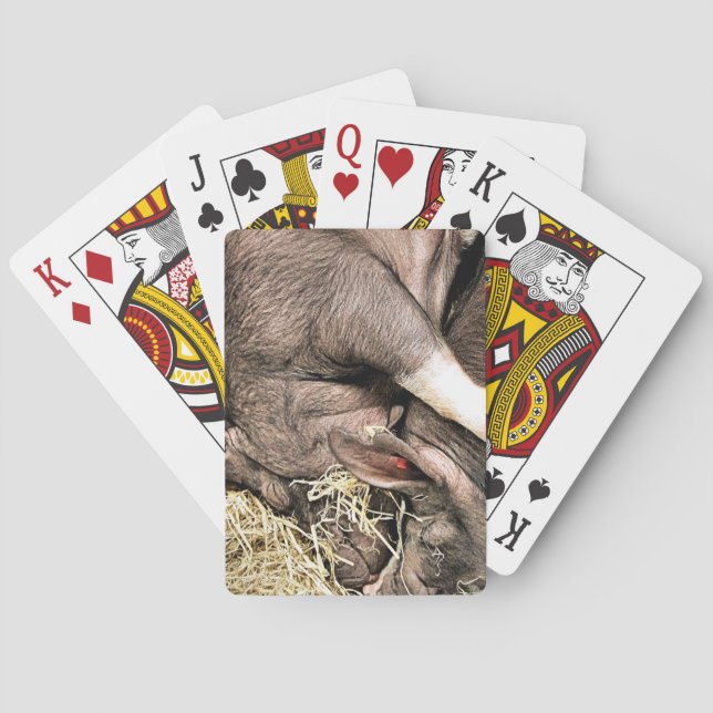 SÖTA SOVANDE SVIN CASINOKORT (Baksidan)