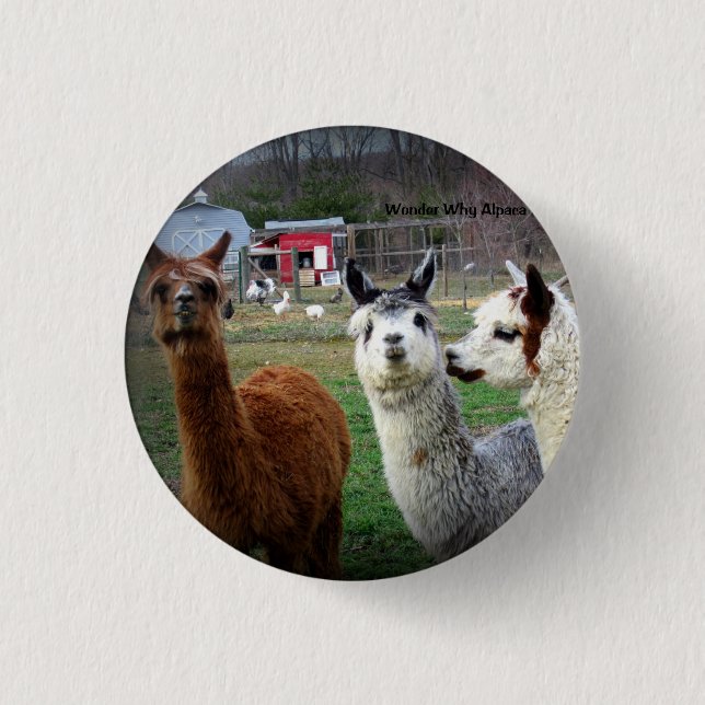 Söta Suri Alpacas av under Knapp (Framsida)