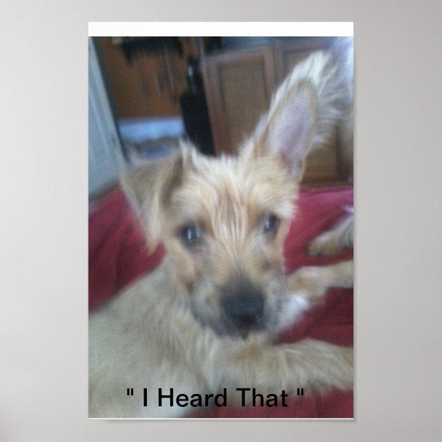 Söta valpar poster (Framsidan)