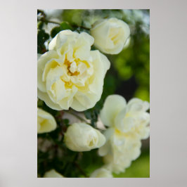 Söta vita rosor för positivt poster