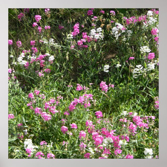 Sötärningar i Vår.. Poster (Framsidan)