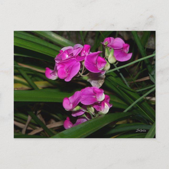 Sötärta Blomma Postkort Vykort (Framsida)