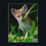 Sötaste baby djur | Baby röd räv Vykort<br><div class="desc">Den här söta Getty-bilden på baby-djur visar en söt ung röd räv som stirrar på dig.</div>