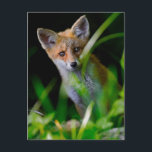 Sötaste baby djur | Baby röd räv Vykort<br><div class="desc">Den här söta Getty-bilden på baby-djur visar en söt ung röd räv som stirrar på dig.</div>