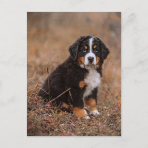 Sötaste baby djur Berner Sennenhund Vykort