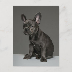 Sötaste baby djur Blå fransk bulldogg valp Vykort