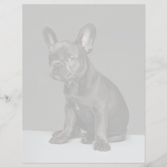 Sötaste baby djur | Blå fransk bulldoggvalp (Framsida)