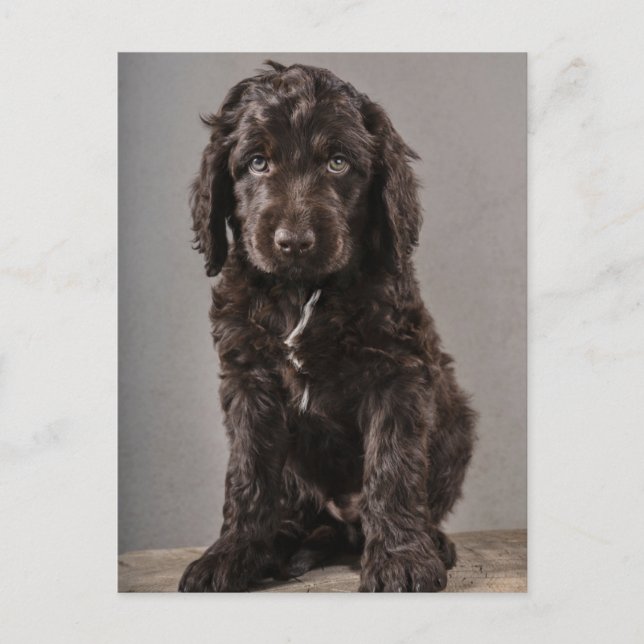 Sötaste baby djur | Cockapoo-valp Vykort (Framsida)