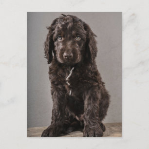 Sötaste baby djur Cockapoo-valp Vykort