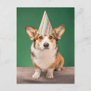 Sötaste baby djur   Corgi födelsedag valp Vykort