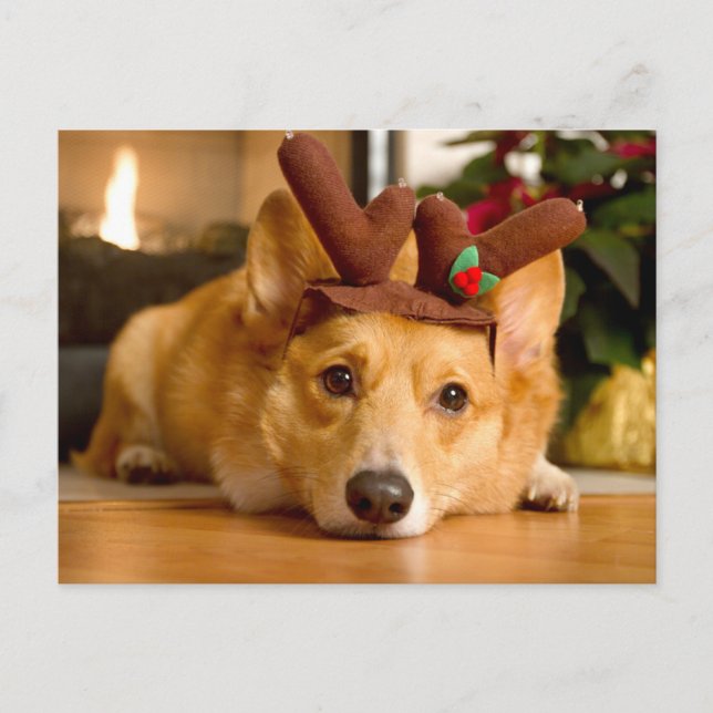 Sötaste baby djur | Corgi julgran tomte Vykort (Framsida)