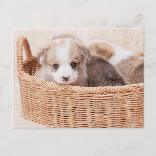 Sötaste baby djur | Corgi liten valp Vykort (Framsida)
