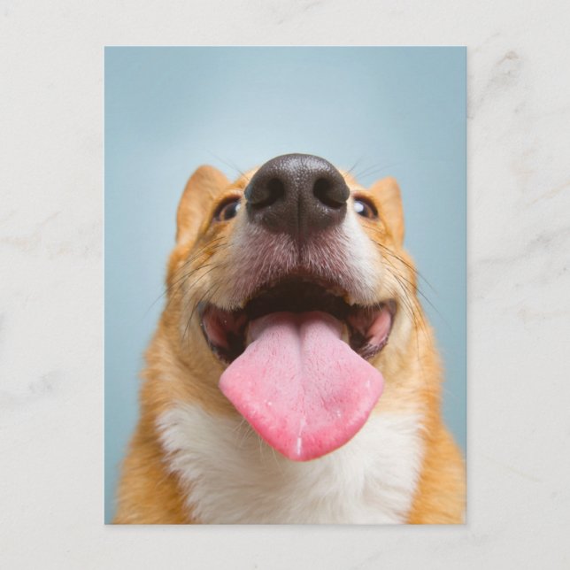 Sötaste baby djur | Corgi Tunga Vykort (Framsida)