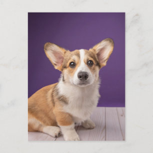 Sötaste baby djur Corgi valp på lila Vykort