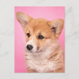 Sötaste baby djur Corgi valp på rosa Vykort