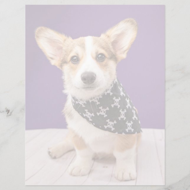 Sötaste baby djur | Corgi-valp skalle bandana (Framsida)