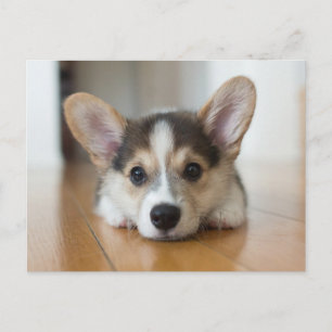 Sötaste baby djur Corgi valp som tittar Vykort