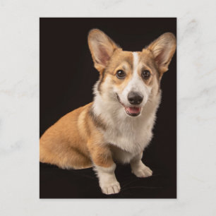 Sötaste baby djur Corgiporträtt på svart Vykort