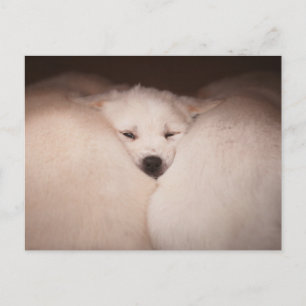 Sötaste baby djur Golden Retriever Knuffar Vykort