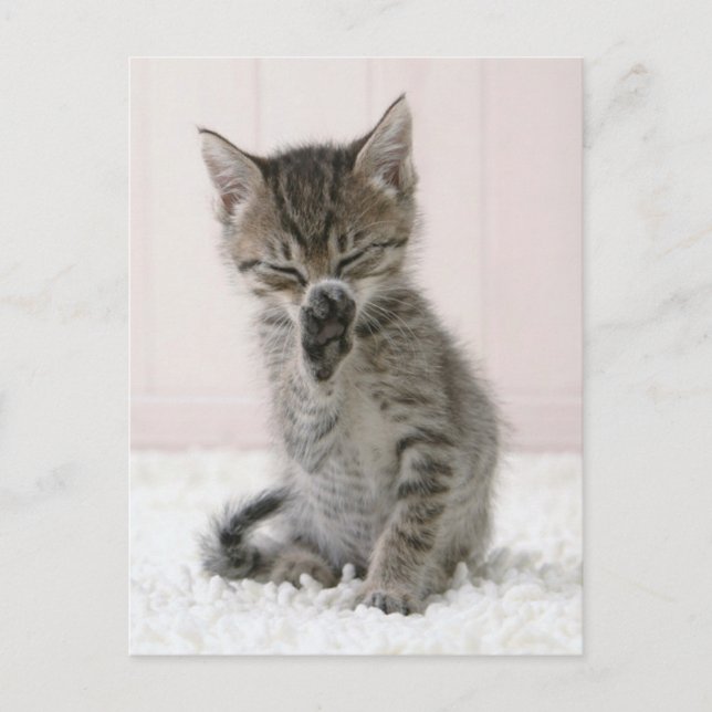 Sötaste baby djur | Lickande tabby kattunge Vykort (Framsida)