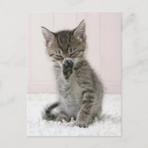 Sötaste baby djur Lickande tabby kattunge Vykort