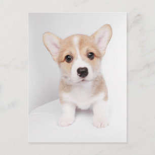 Sötaste baby djur Liten Corgi Vykort