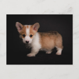 Sötaste baby djur Liten Corgi Vykort