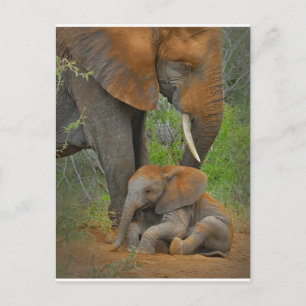 Sötaste baby djur Mammaelefant & Baby Vykort