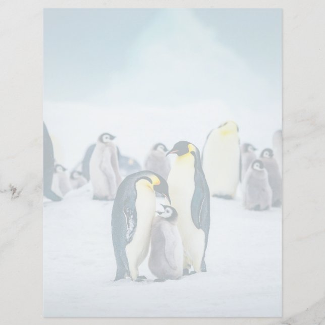 Sötaste baby djur | Matning av pingvinunge (Framsida)